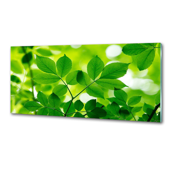 Glazen achterwand keuken Groene bladeren