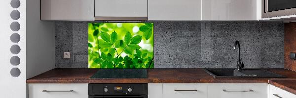Glazen achterwand keuken Groene bladeren