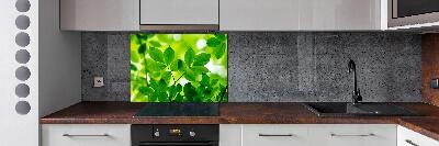 Glazen achterwand keuken Groene bladeren