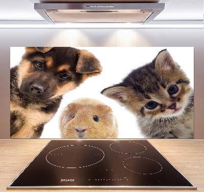 Spatscherm keuken Huisdieren