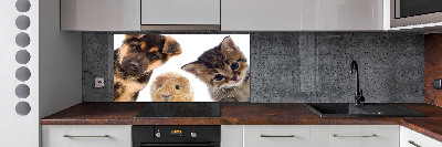 Spatscherm keuken Huisdieren