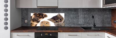 Spatscherm keuken Huisdieren