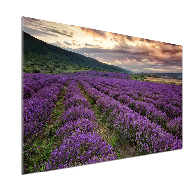 Spatplaat keuken Lavendelveld