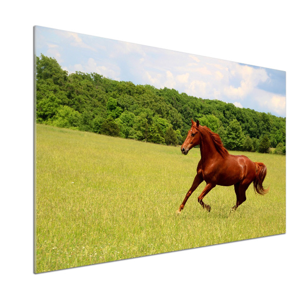 Glazen achterwand keuken Een paard in de wei