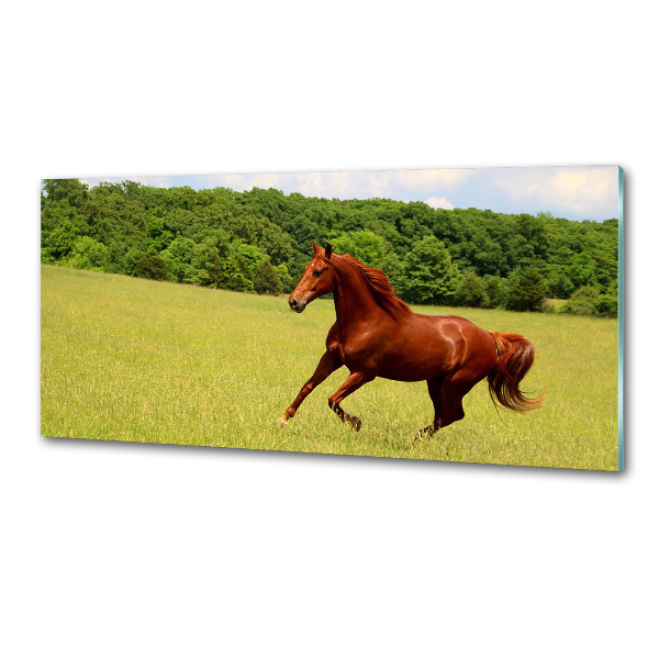 Glazen achterwand keuken Een paard in de wei