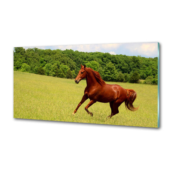 Glazen achterwand keuken Een paard in de wei
