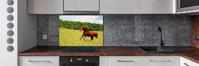 Glazen achterwand keuken Een paard in de wei