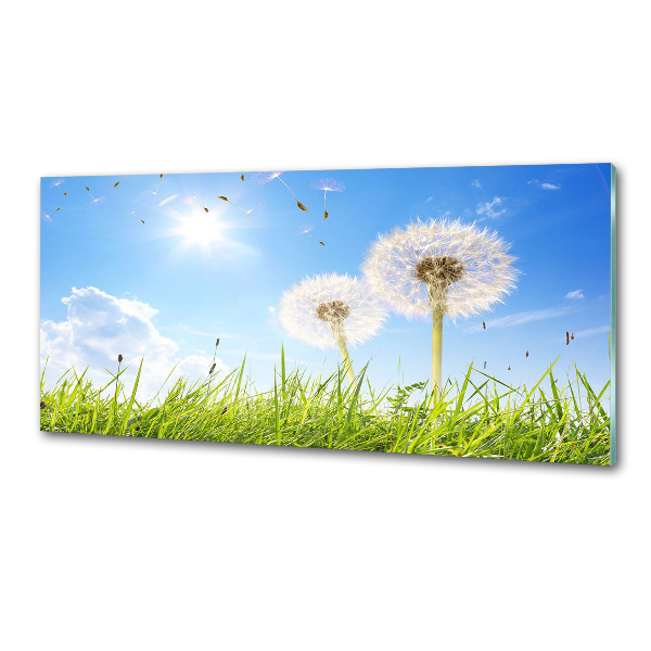 Glazen achterwand keuken Paardenbloemen