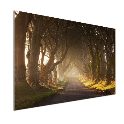 Glazen achterwand keuken Mist in het bos