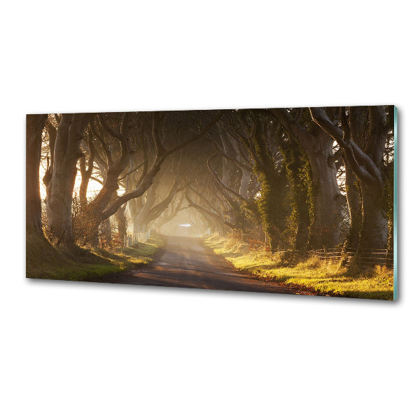 Glazen achterwand keuken Mist in het bos