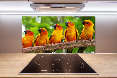 Achterwand keuken Papegaaien op een tak