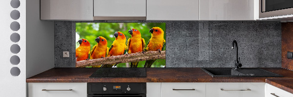 Achterwand keuken Papegaaien op een tak