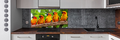 Achterwand keuken Papegaaien op een tak