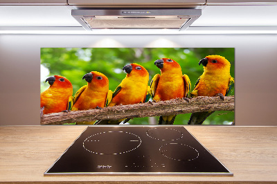 Achterwand keuken Papegaaien op een tak