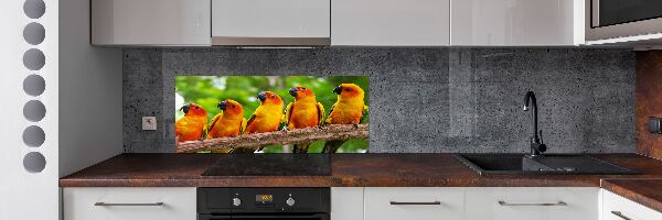Achterwand keuken Papegaaien op een tak