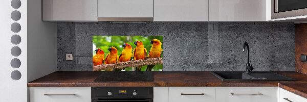 Achterwand keuken Papegaaien op een tak