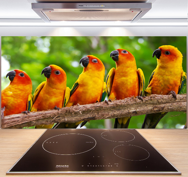 Achterwand keuken Papegaaien op een tak