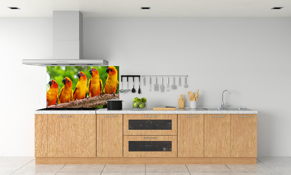 Achterwand keuken Papegaaien op een tak