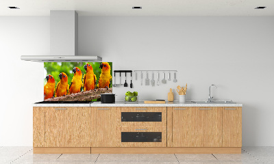 Achterwand keuken Papegaaien op een tak