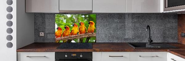 Achterwand keuken Papegaaien op een tak