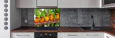 Achterwand keuken Papegaaien op een tak