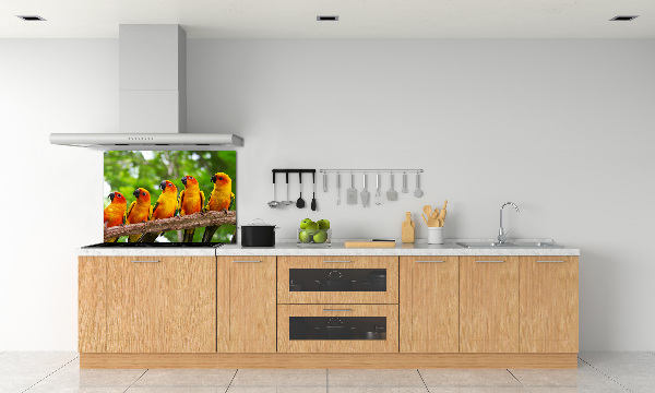 Achterwand keuken Papegaaien op een tak