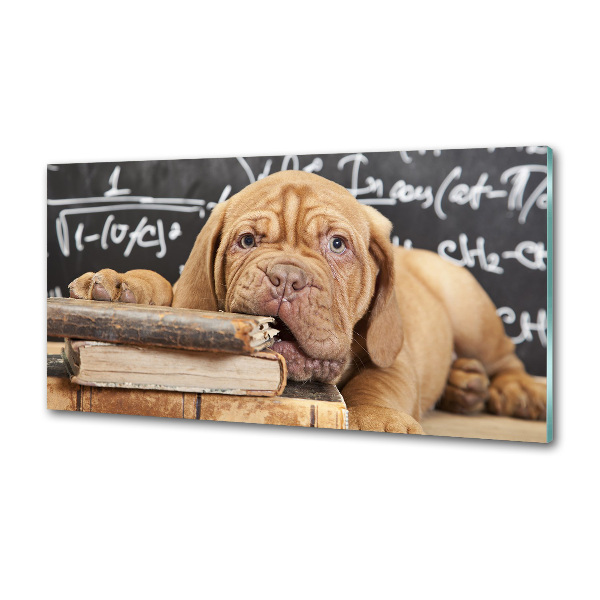 Glazen achterwand keuken De hond bijt in het boek.