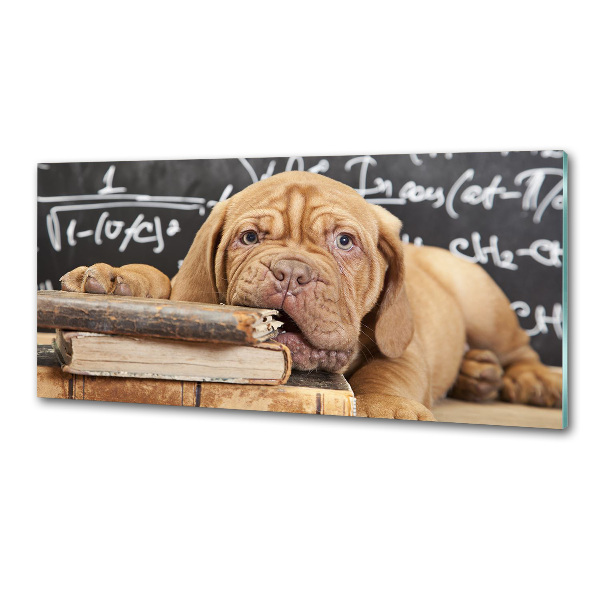 Glazen achterwand keuken De hond bijt in het boek.