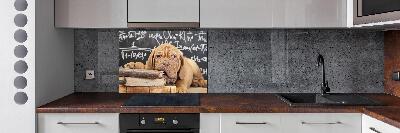 Glazen achterwand keuken De hond bijt in het boek.
