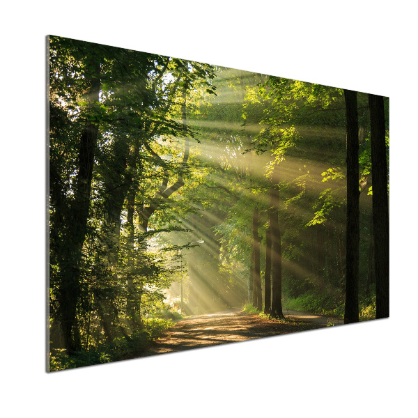 Keuken achterwand Bos in de zon