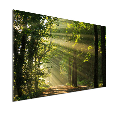 Panel dekor szkło Las w słońcu
