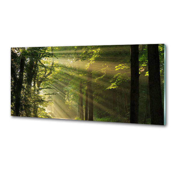 Keuken achterwand Bos in de zon