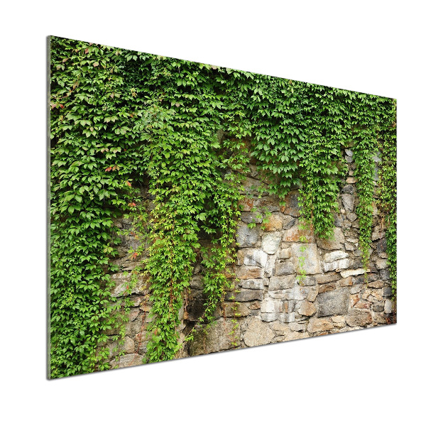 Panel do kuchni Zielony bluszcz