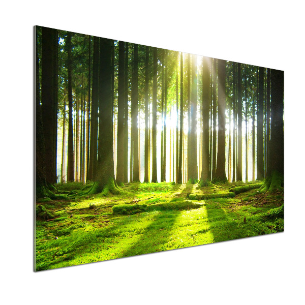 Spatplaat keuken Bos in de zon