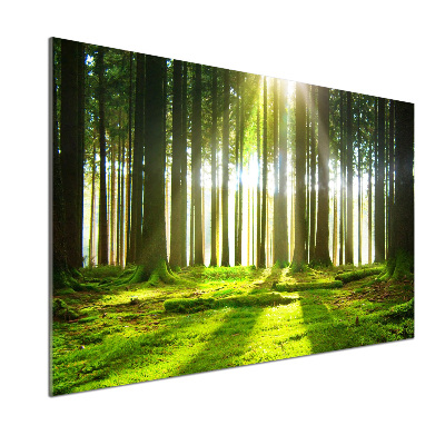 Spatplaat keuken Bos in de zon