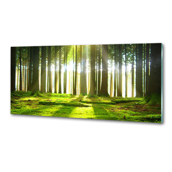 Spatplaat keuken Bos in de zon