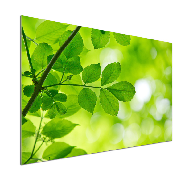 Glazen achterwand keuken Groene bladeren