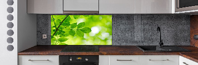 Glazen achterwand keuken Groene bladeren