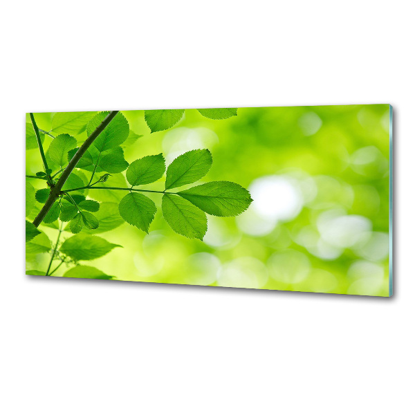 Glazen achterwand keuken Groene bladeren