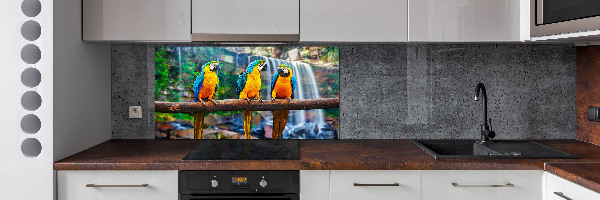 Spatscherm keuken Papegaaien op een tak