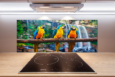 Spatscherm keuken Papegaaien op een tak