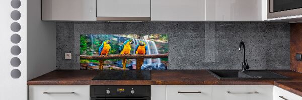 Spatscherm keuken Papegaaien op een tak