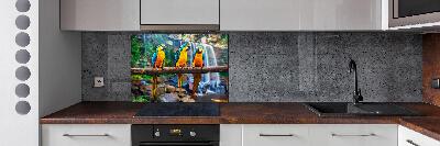 Spatscherm keuken Papegaaien op een tak