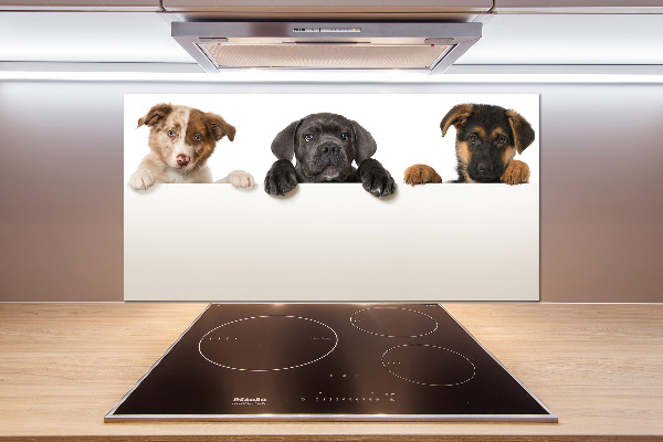 Keuken achterwand Drie puppy's