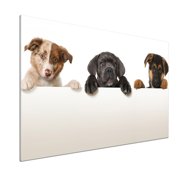 Keuken achterwand Drie puppy's