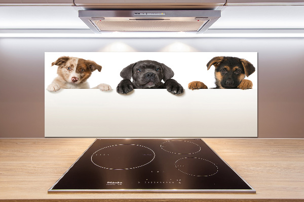 Keuken achterwand Drie puppy's