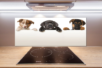 Keuken achterwand Drie puppy's