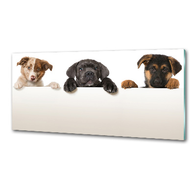 Keuken achterwand Drie puppy's