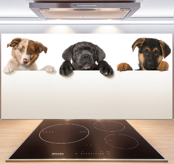 Keuken achterwand Drie puppy's