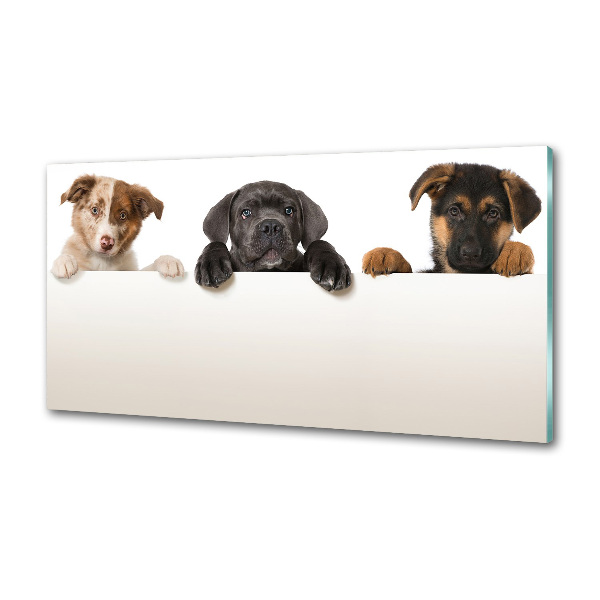 Keuken achterwand Drie puppy's